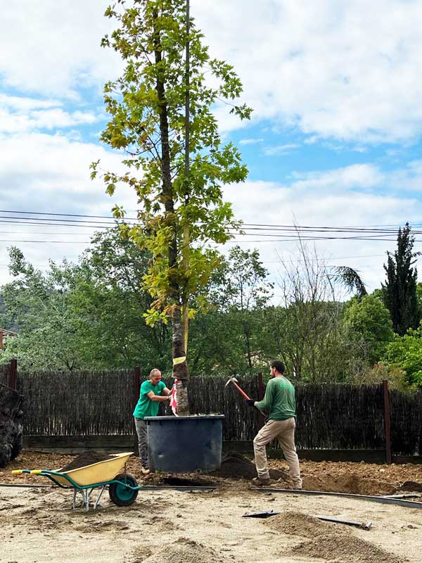 Plantació d'arbres